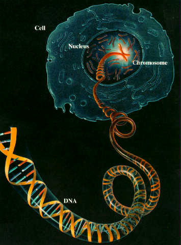 http://www.kikm.org/images/Human%20Genome%20Project.jpg